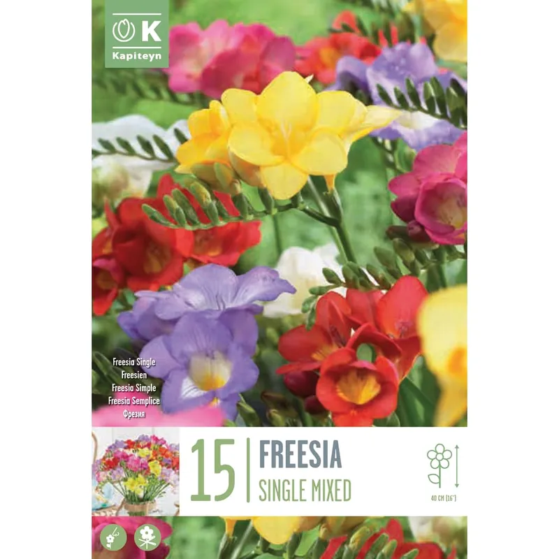 Envío Inmediato Bulbos de Freesia simple mix colores