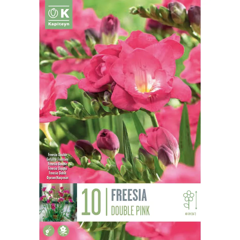 Bulbos de Freesia doble rosa Oferta De Temporada