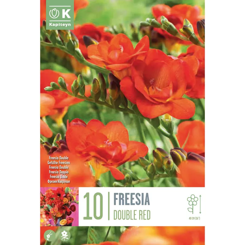 Auténtico Bulbos de Freesia doble roja