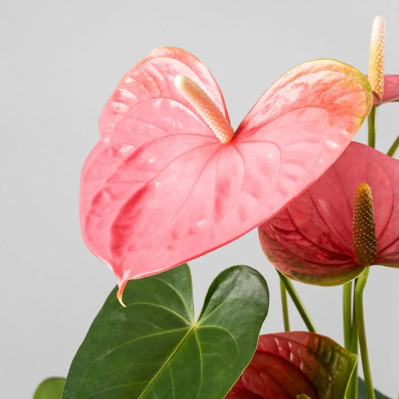 Anthurium 'Colorado' Solo Por Tiempo Limitado
