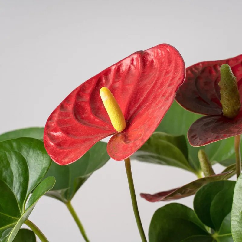 Compra Hoy Anthurium 'Winner Red'