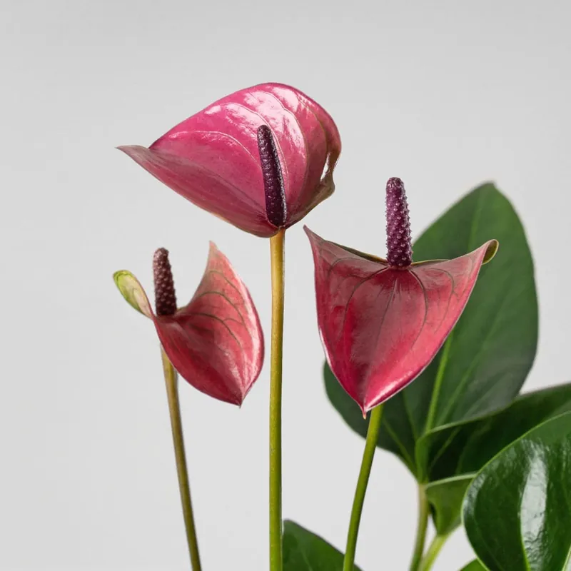 Anthurium morado Karma® Compra Hoy