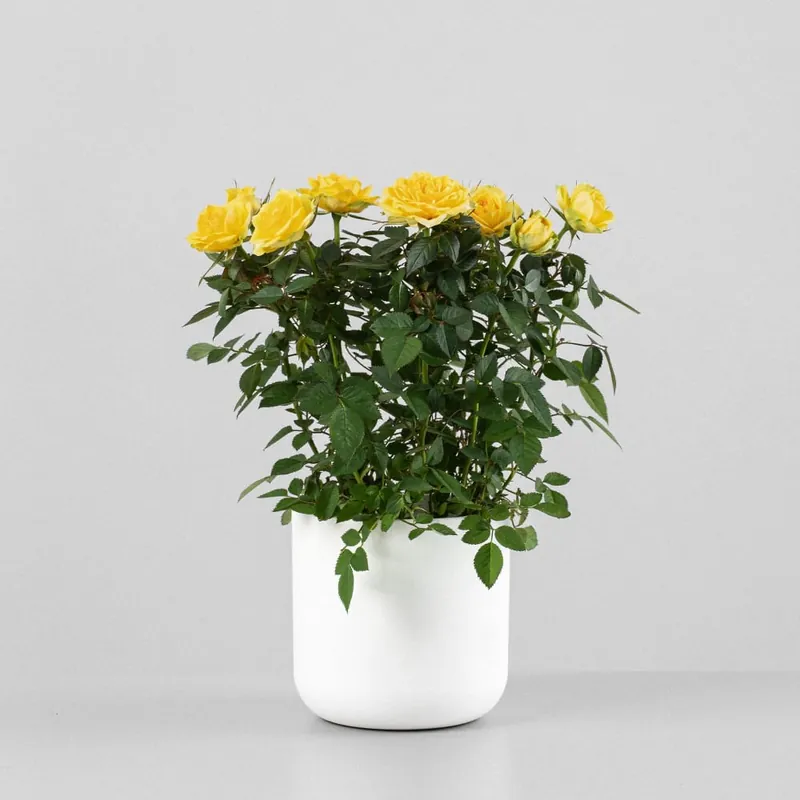 Oferta Limitada Rosal de Interior Kordana® amarillo