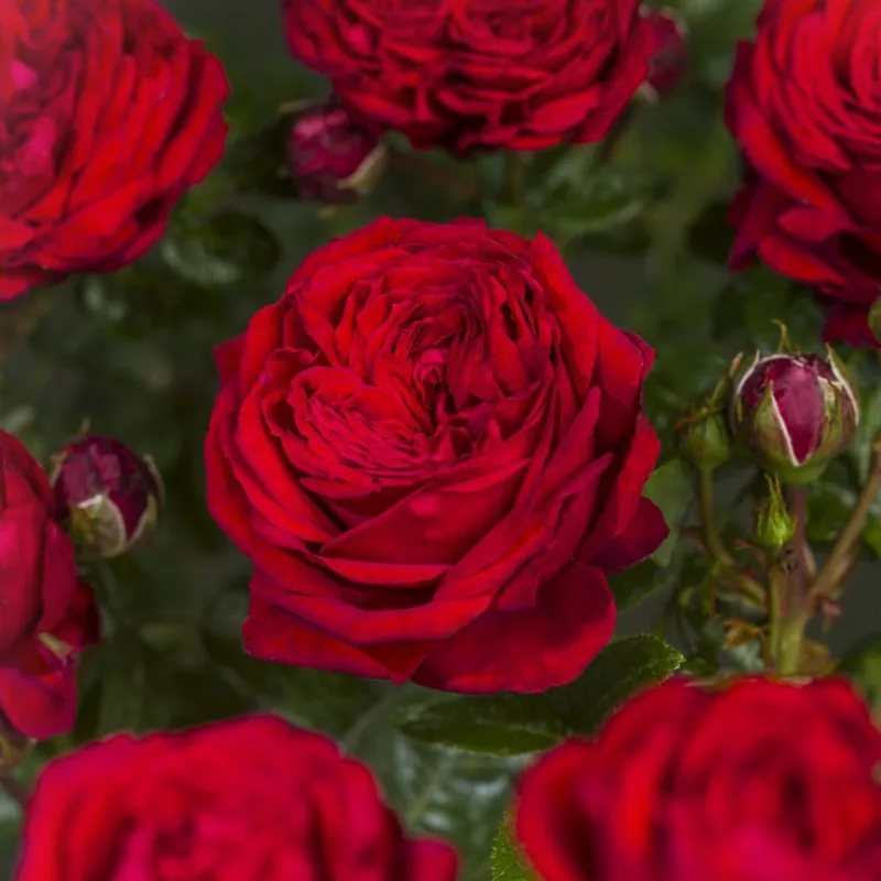 No Te Lo Pierdas Rosal Red Romanza®