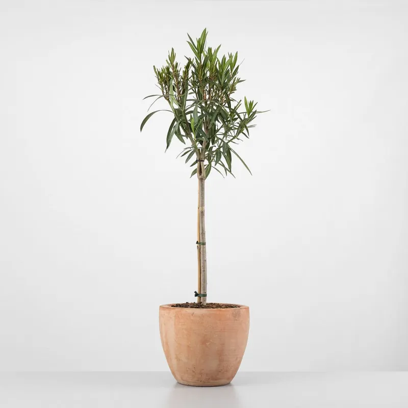 Precio De Oferta Adelfa (Nerium oleander) - Copa