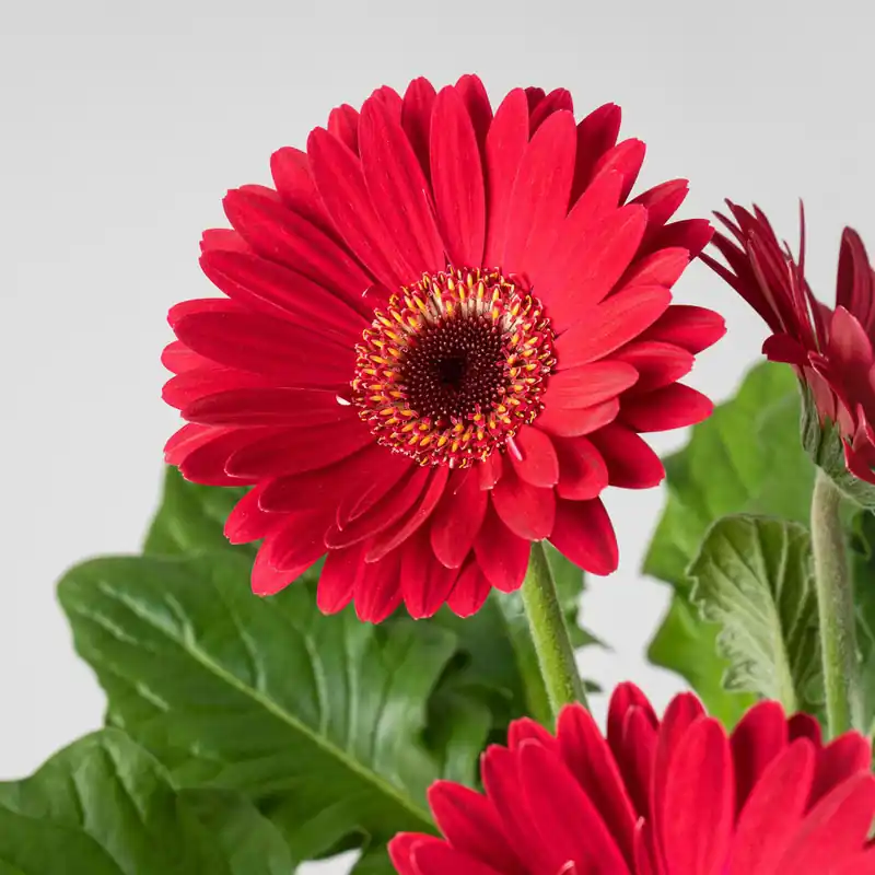 Envío Gratis Gerbera roja
