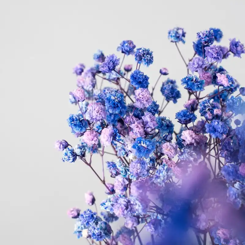 Ramillete Preservado de Paniculata Xlence morado Descuento