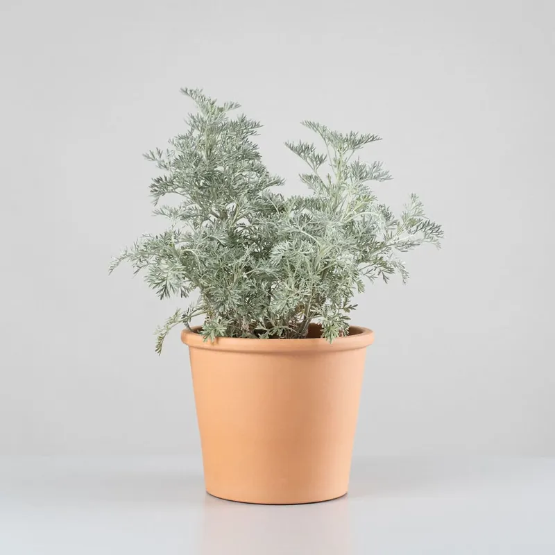 Certificado Artemisia arborescens 'Powis Castle'