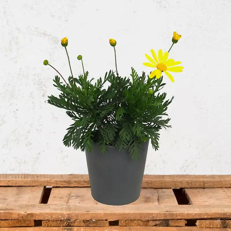 Premium Euryops chrysanthemoides
