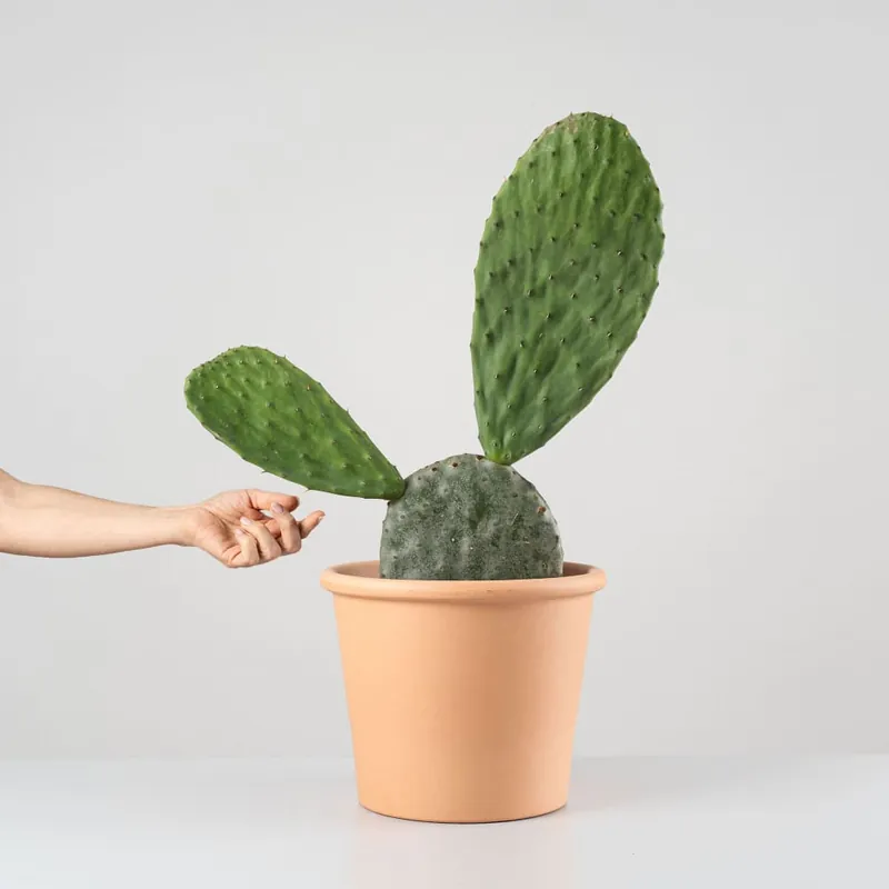 Solo Hoy Opuntia 'Titania'