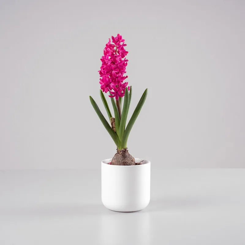Hyacinthus orientalis (Jacinto) Edición Limitada