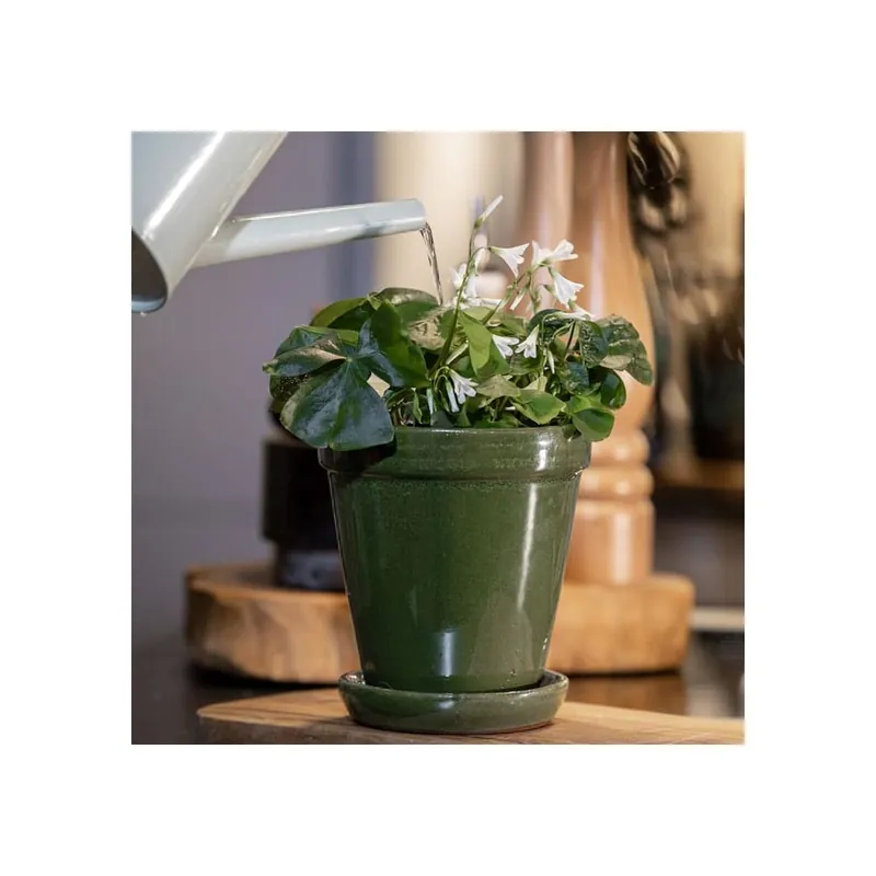 Oxalis triangularis de hoja verde Mayoreo