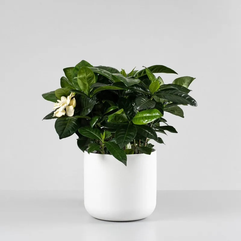 Tendencia Gardenia jasminoides para interior