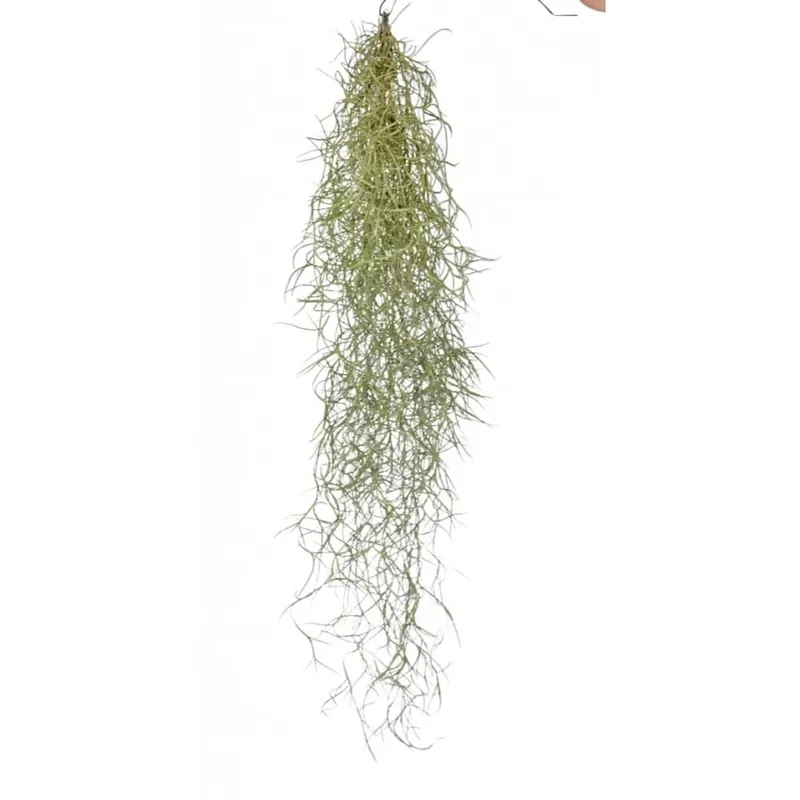 Liquidación Tillandsia usneoides