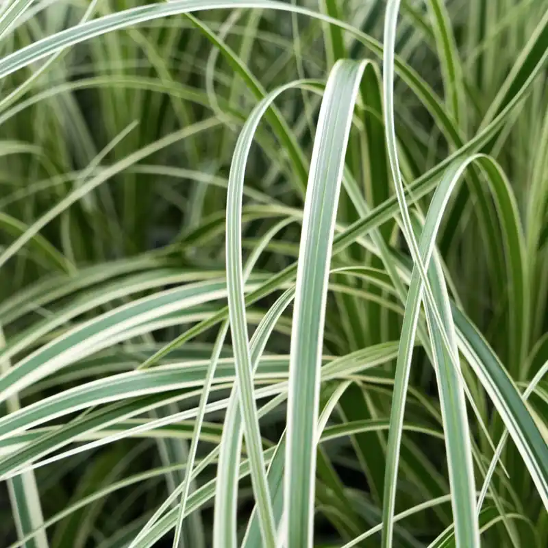 Premium Gramínea Carex 'Feather Falls'