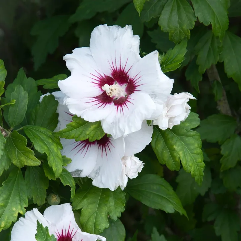 Hibiscus syriacus 'Red Heart' Moderno