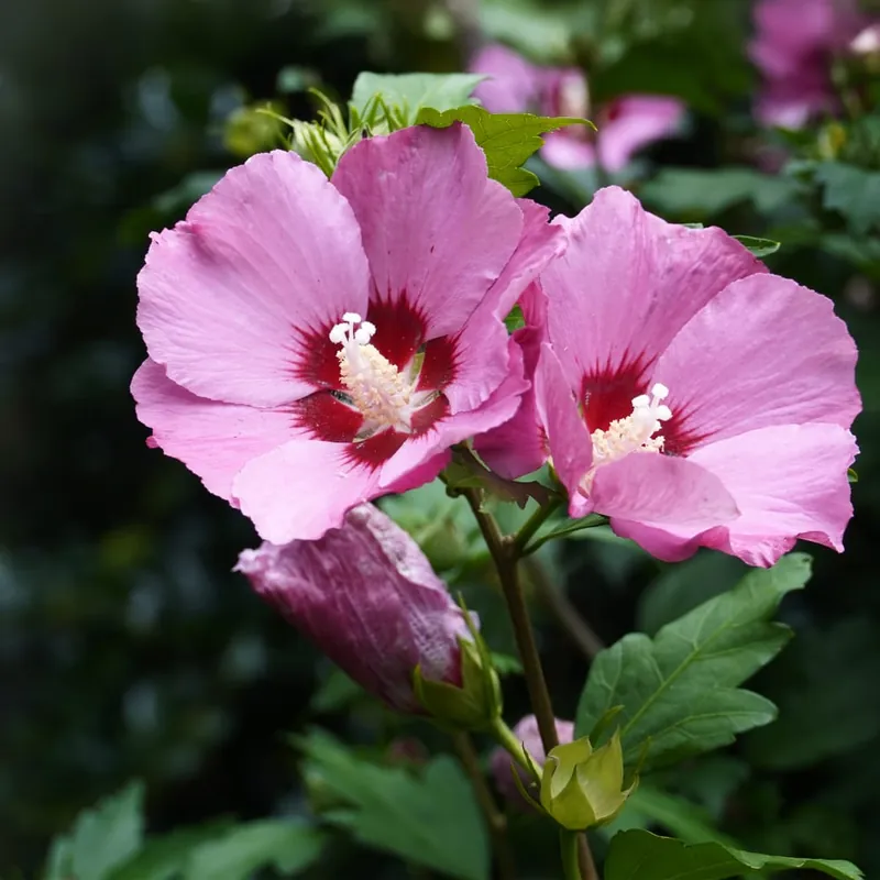 Hibiscus syriacus 'Pink Giant' Envío Internacional