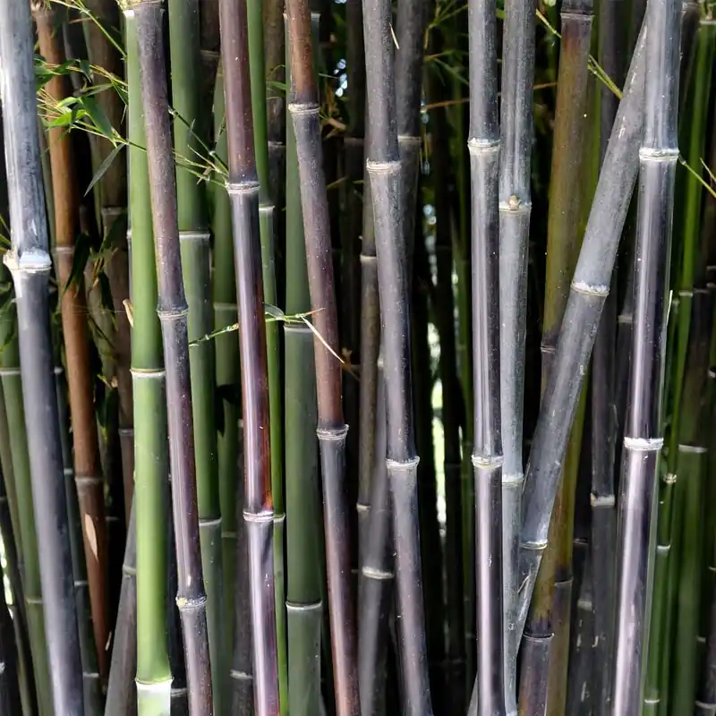 Phyllostachys nigra (Bambú negro) A Buen Precio