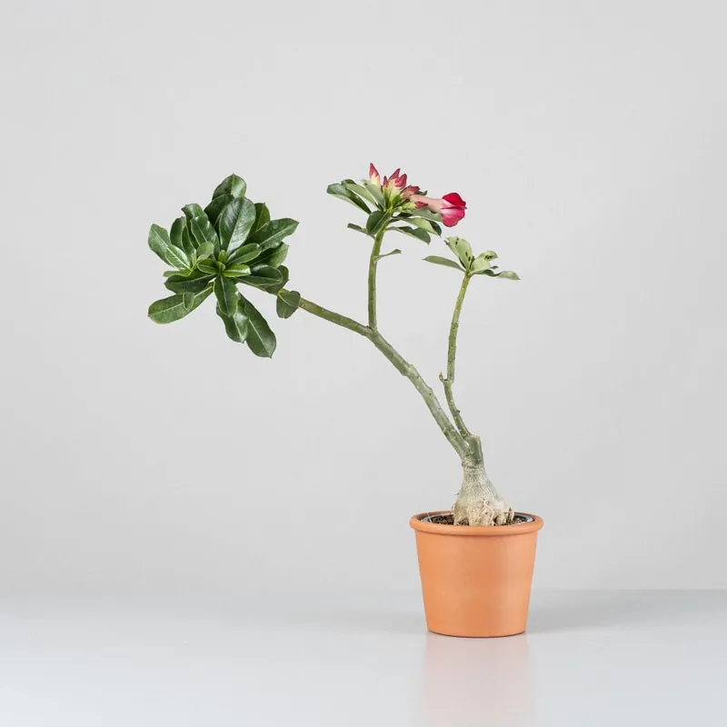 Adenium obesum Envío Gratis