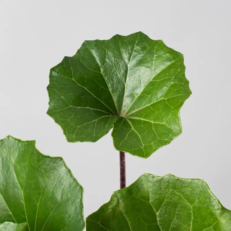 Farfugium japonicum Barato