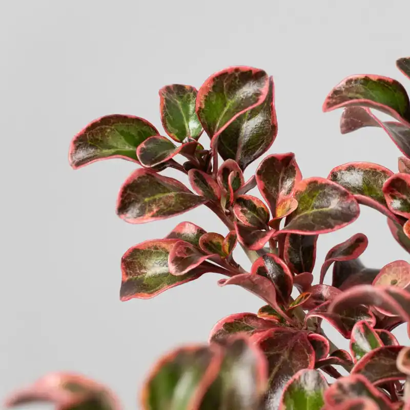 Coprosma 'Inferno' Oferta Especial