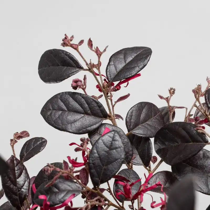 Loropetalum chinense 'Black Pearl' Pedido Al Por Mayor