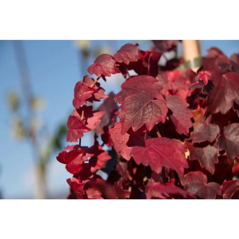 Mejor Calidad Parthenocissus 'Robusta' (Parra virgen)
