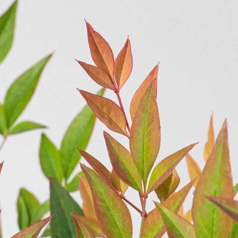 Nandina domestica 'Gulf Stream' Alta Calidad