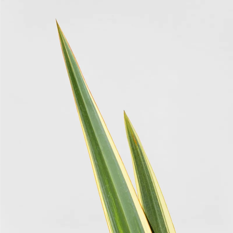 Imprescindible (Must-Have) Phormium tenax 'Variegatum'