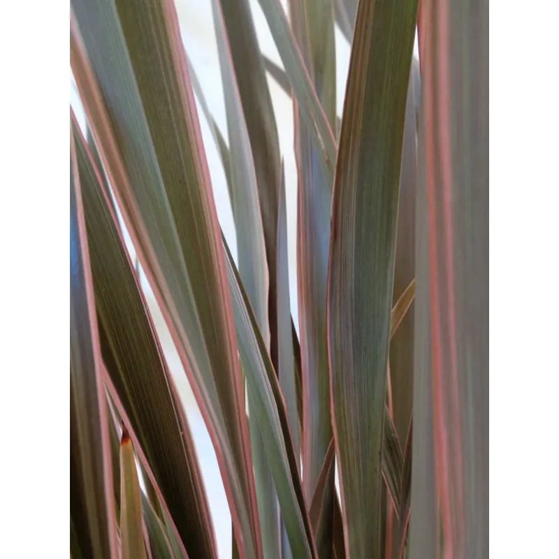 Phormium tenax 'Pink Stripe' Nueva Colección