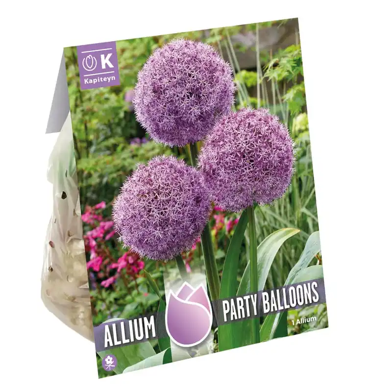 Ordenar Ahora Mismo Bulbos de Allium 'Party Balloons'