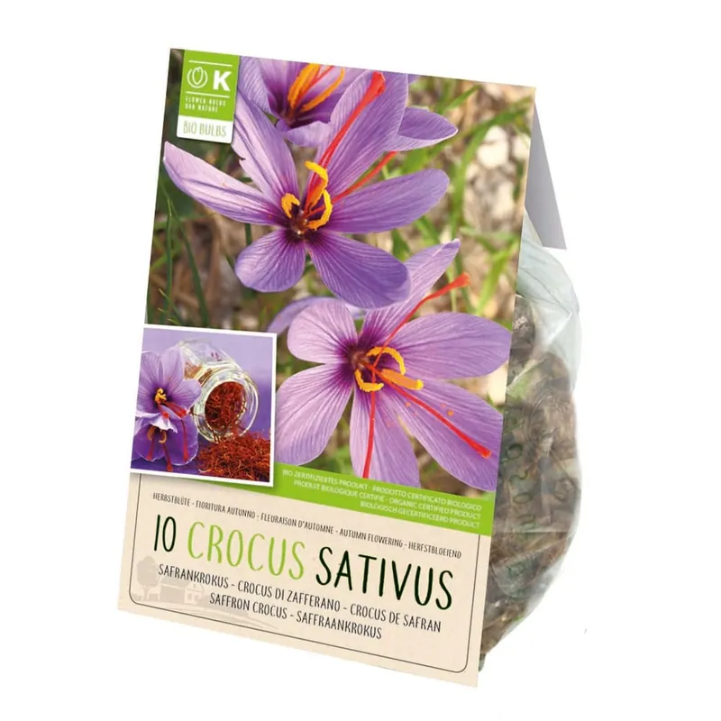 Nueva Colección Bulbos de Crocus sativus (Azafrán)