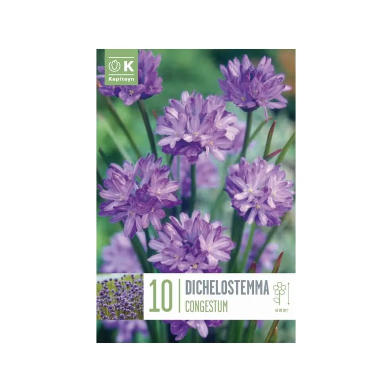 Bulbos de Dichelostemma congestum Garantía Incluida