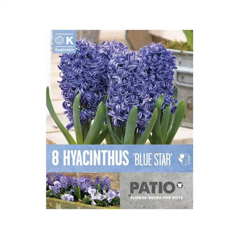 Precio Económico Bulbos de Jacintos 'Blue Star'
