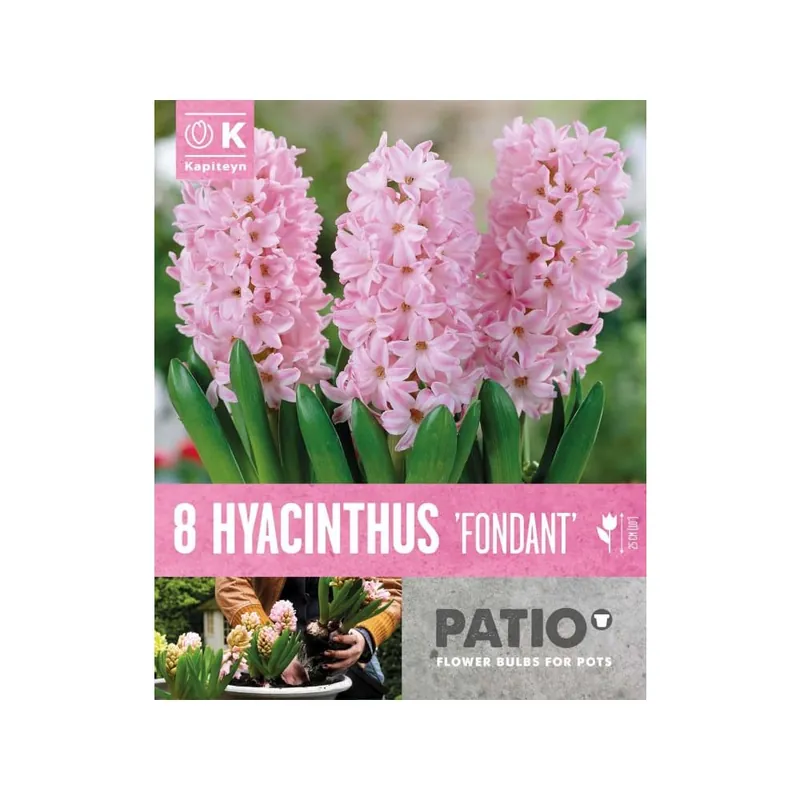 Bulbos de Jacintos 'Fondant' Gran Oferta
