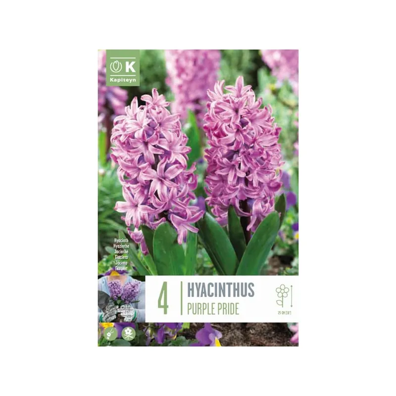 Profesional Bulbos de Jacintos 'Purple Pride'