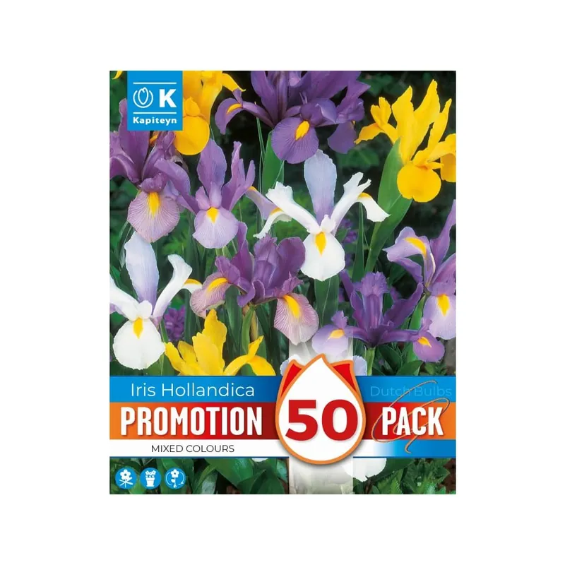 Bulbos de Iris × hollandica Mixed Colors Promotion Pack Súper Precio