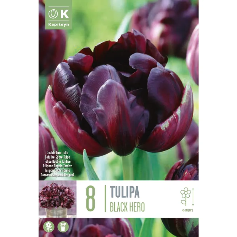 Precio Reducido Bulbos de Tulipán 'Black Hero'