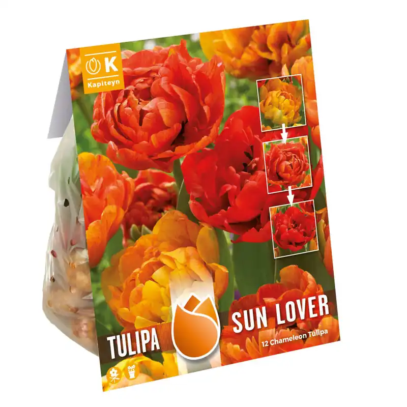 Oferta Limitada Bulbos de Tulipán 'Chameleon' Sun Lover