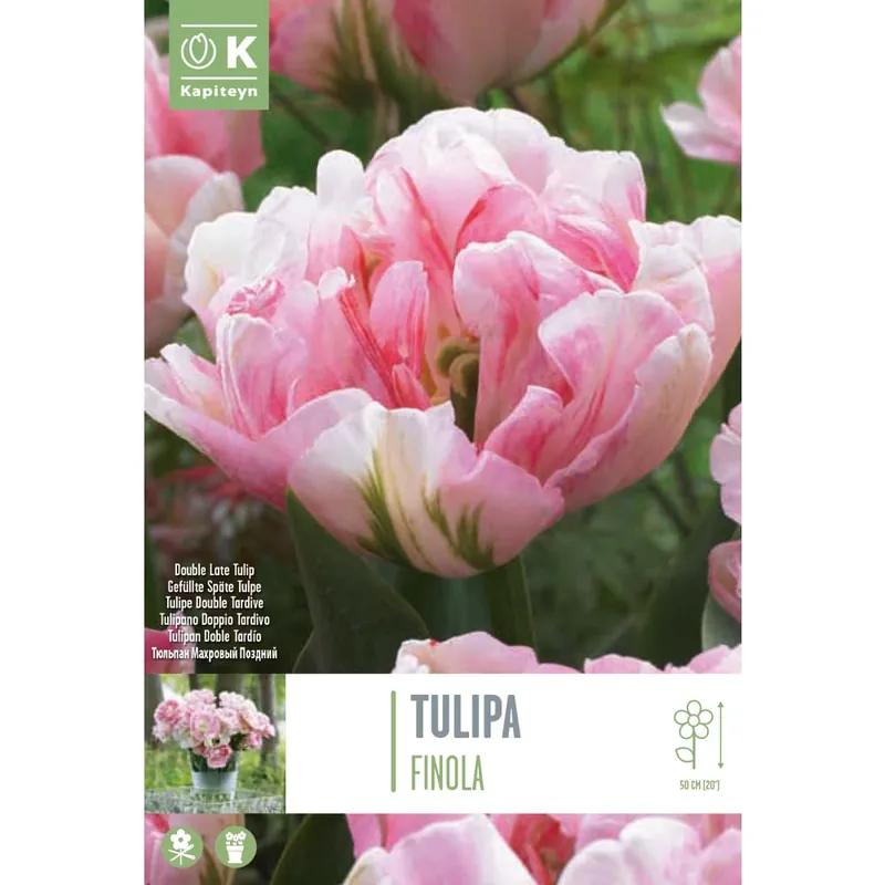 Bestseller Bulbos de Tulipán 'Finola'