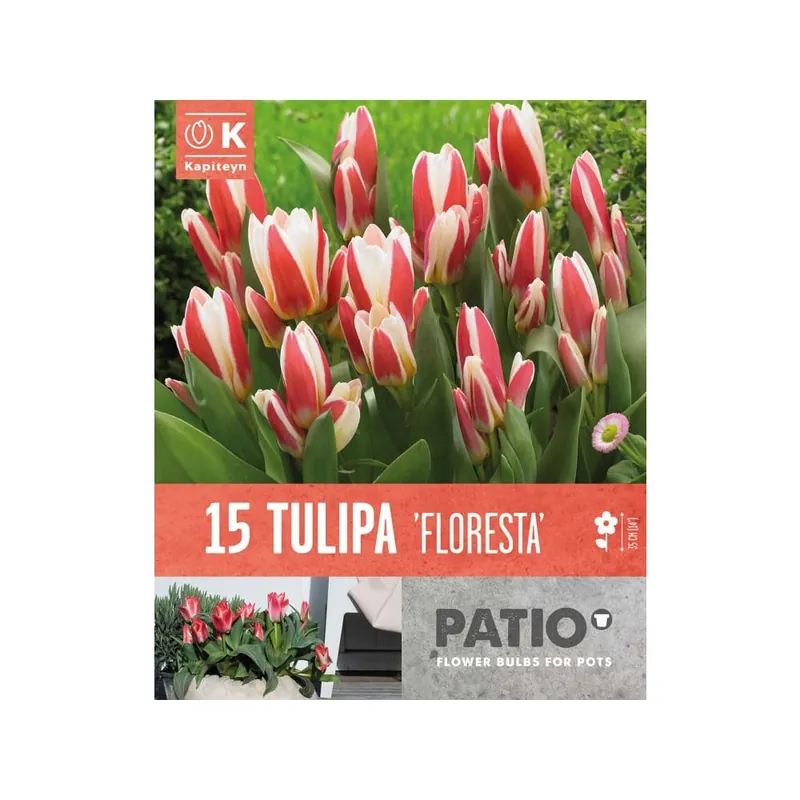 Última Versión Bulbos de Tulipán kaufmanniana 'Floresta'
