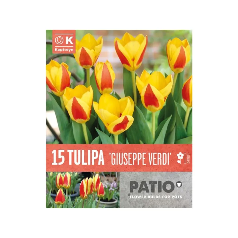 Disponible Ahora Bulbos de Tulipán kaufmanniana 'Giuseppe Verdi'