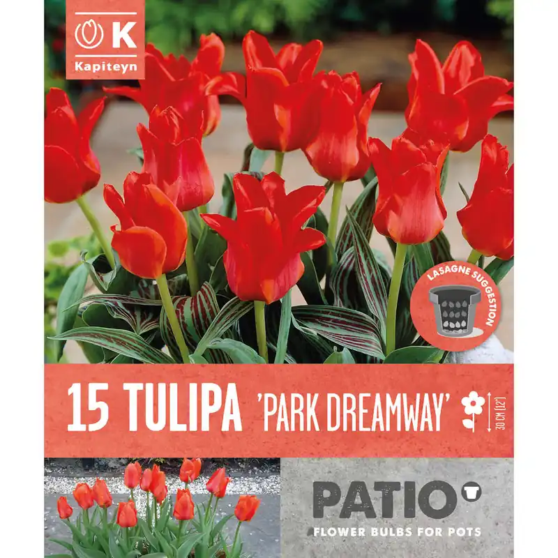 Bulbos de Tulipán fosteriana 'Park Dreamway' De Moda