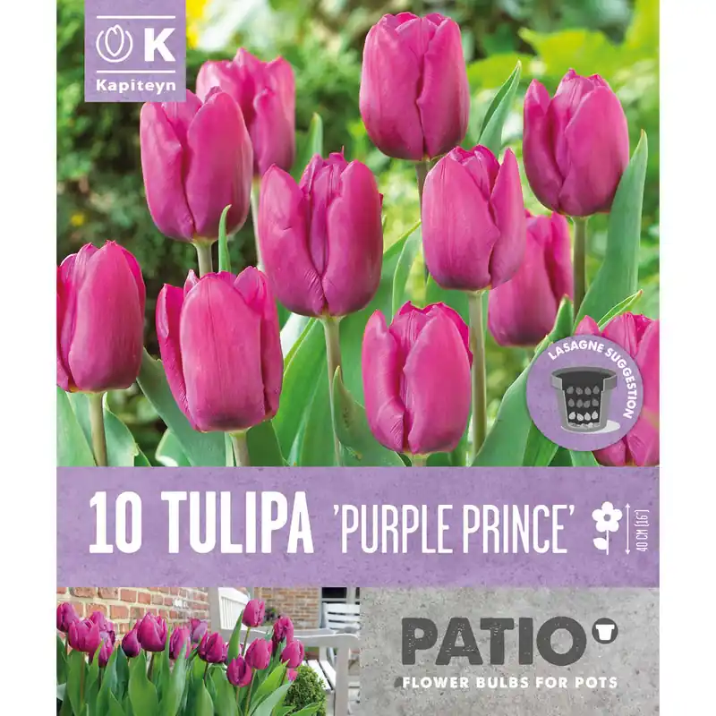 Ordena Ya Bulbos de Tulipán 'Purple Prince'