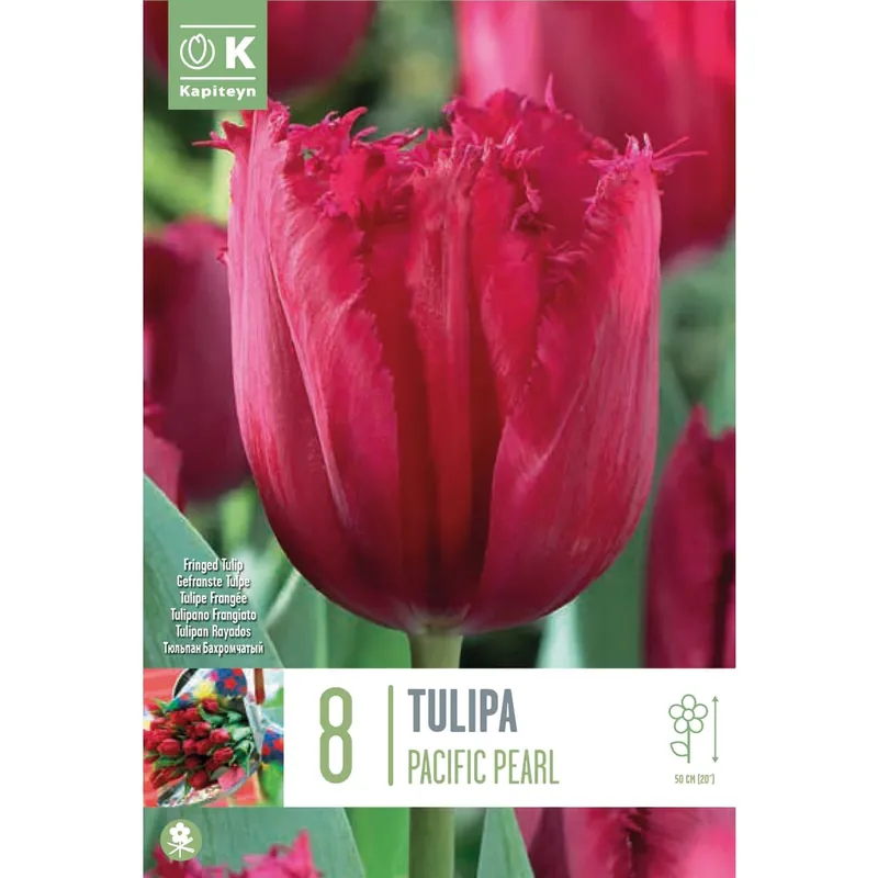 Bulbos de Tulipán 'Pacific Pearl' Mayoreo