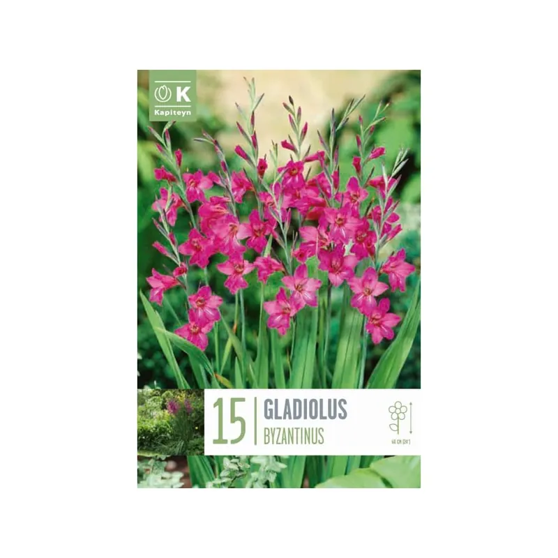 Bulbos de Gladiolus × byzantinus Garantía Incluida