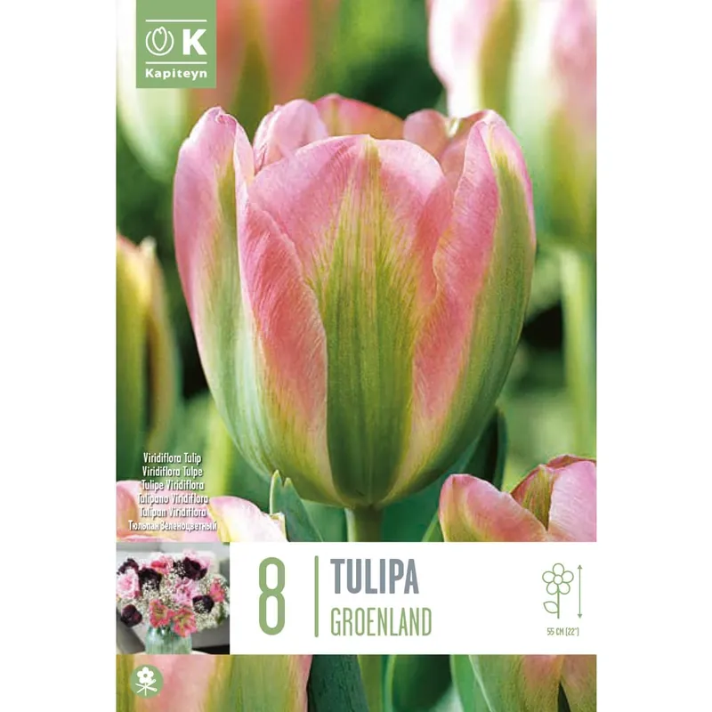 Alta Calidad Bulbos de Tulipán 'Groenland'