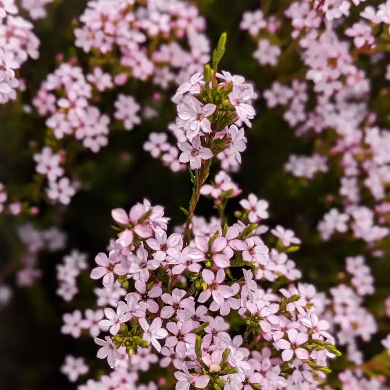 Súper Precio Diosma hirsuta 'Sunset Gold'