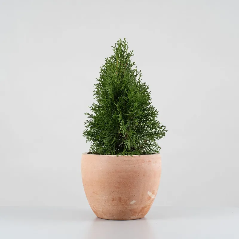 Oferta Tuya Occidental - Thuja occidentalis 'Emerald Green'