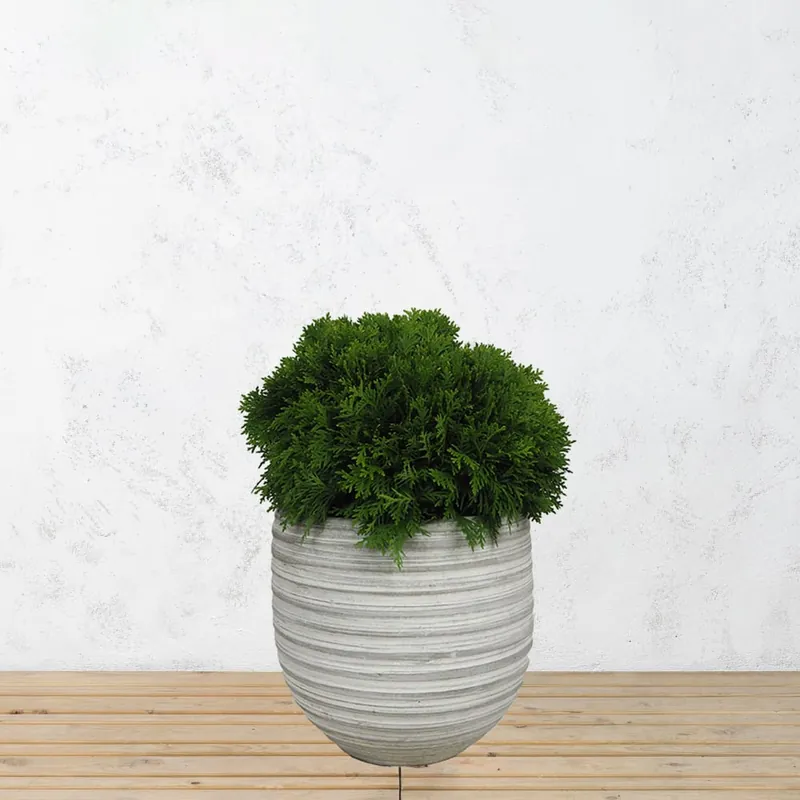 Moderno Tuya Occidental - Thuja occidentalis 'Danica'